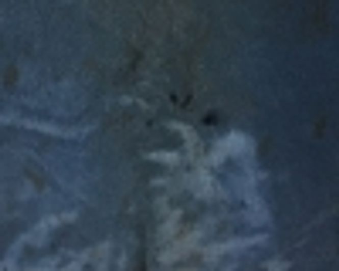 Hovedbilde Selskinn kongeblå